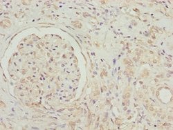 Invitrogen GNB1L Polyclonal Antibody 100 &mu;L; Unconjugated:Antibodies,