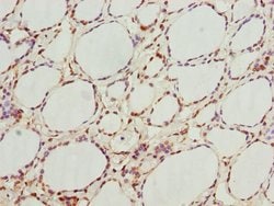 Invitrogen GNB1L Polyclonal Antibody 100 &mu;L; Unconjugated:Antibodies,