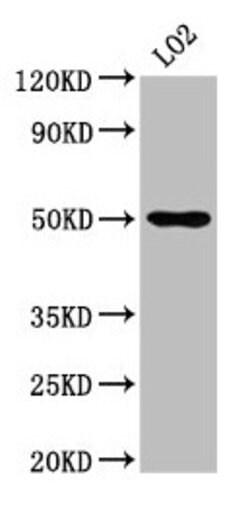 Invitrogen AGXT2 Polyclonal Antibody 100 &mu;g; Unconjugated:Antibodies,
