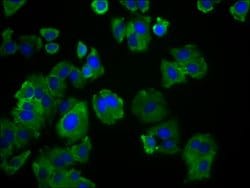 Invitrogen SLC19A3 Polyclonal Antibody 100 &mu;g; Unconjugated:Antibodies,