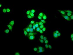 Invitrogen SHARPIN Polyclonal Antibody 100 &mu;g; Unconjugated:Antibodies,