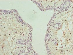 Invitrogen C6orf211 Polyclonal Antibody 100 &mu;g; Unconjugated:Antibodies,