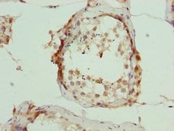 Invitrogen C6orf211 Polyclonal Antibody 100 &mu;g; Unconjugated:Antibodies,