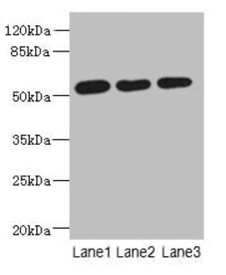 Invitrogen C6orf211 Polyclonal Antibody 100 &mu;g; Unconjugated:Antibodies,
