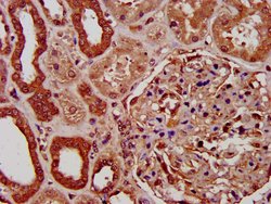Invitrogen PIGV Polyclonal Antibody 100 &mu;g; Unconjugated:Antibodies,