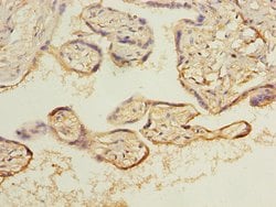 Invitrogen ARL8B Polyclonal Antibody 100 &mu;g; Unconjugated:Antibodies,