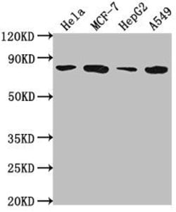 Invitrogen GRHL1 Polyclonal Antibody 100 &mu;L; Unconjugated:Antibodies,