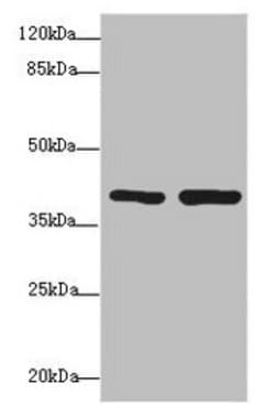 Invitrogen PDCD2L Polyclonal Antibody 100 &mu;L | Buy Online | Invitrogen&trade; | Fisher Scientific