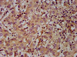 Invitrogen MOV10L1 Polyclonal Antibody 100 &mu;g | Buy Online | Invitrogen&trade; | Fisher Scientific