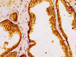 GOLPH3 Polyclonal Antibody:Antibodies, Polyclonal