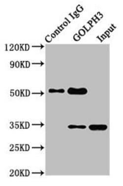 GOLPH3 Polyclonal Antibody:Antibodies, Polyclonal