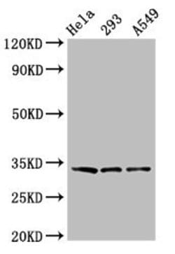 GOLPH3 Polyclonal Antibody:Antibodies, Polyclonal