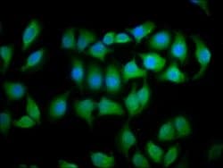 Invitrogen MOB1 Polyclonal Antibody 100 &mu;g; Unconjugated:Antibodies,