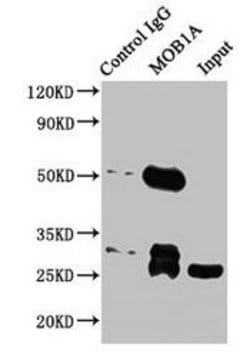 Invitrogen MOB1 Polyclonal Antibody 100 &mu;g; Unconjugated:Antibodies,