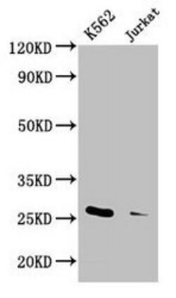 Invitrogen MOB1 Polyclonal Antibody 100 &mu;g; Unconjugated:Antibodies,