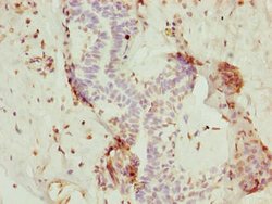 Invitrogen NOLA3 Polyclonal Antibody 100 &mu;g; Unconjugated:Antibodies,