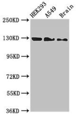 Invitrogen eIF4ENIF1 Polyclonal Antibody 100 &mu;g; Unconjugated:Antibodies,