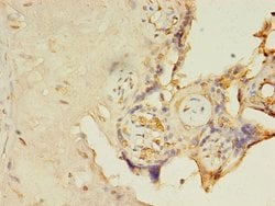 Invitrogen FAM105A Polyclonal Antibody 100 &mu;g; Unconjugated:Antibodies,