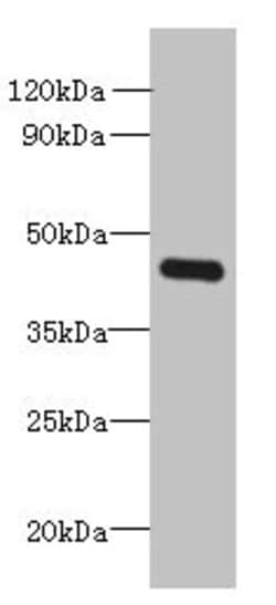 Invitrogen FAM105A Polyclonal Antibody 100 &mu;g; Unconjugated:Antibodies,