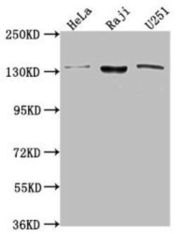 Invitrogen LARS Polyclonal Antibody 100 &mu;L; Unconjugated:Antibodies,