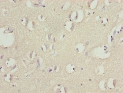 Invitrogen CNPY3 Polyclonal Antibody 100 &mu;L; Unconjugated:Antibodies,