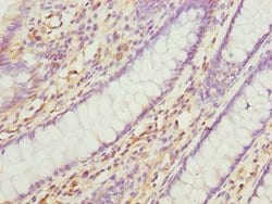 Invitrogen CNPY3 Polyclonal Antibody 100 &mu;L; Unconjugated:Antibodies,