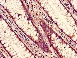 Invitrogen NUP85 Polyclonal Antibody 100 &mu;g; Unconjugated:Antibodies,