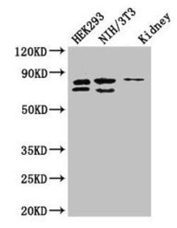 Invitrogen NUP85 Polyclonal Antibody 100 &mu;g; Unconjugated:Antibodies,