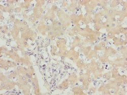 Invitrogen USP26 Polyclonal Antibody 100 &mu;L; Unconjugated:Antibodies,