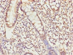 Invitrogen USP26 Polyclonal Antibody 100 &mu;L; Unconjugated:Antibodies,