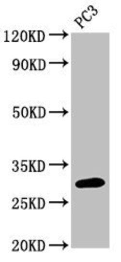 Invitrogen MRO Polyclonal Antibody 100 &mu;g | Buy Online | Invitrogen&trade; | Fisher Scientific