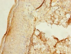 Invitrogen UBXN6 Polyclonal Antibody 100 &mu;g; Unconjugated:Antibodies,
