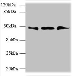 Invitrogen UBXN6 Polyclonal Antibody 100 &mu;g; Unconjugated:Antibodies,