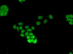 Invitrogen FOXQ1 Polyclonal Antibody 100 &mu;g; Unconjugated:Antibodies,