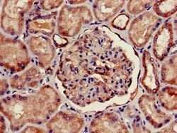Invitrogen FOXQ1 Polyclonal Antibody 100 &mu;g; Unconjugated:Antibodies,