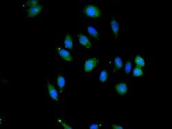 Invitrogen SAV1 Polyclonal Antibody 100 &mu;L; Unconjugated:Antibodies,