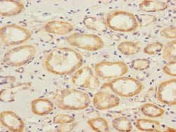 Invitrogen SAV1 Polyclonal Antibody 100 &mu;L; Unconjugated:Antibodies,