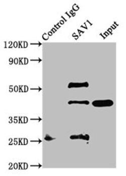 Invitrogen SAV1 Polyclonal Antibody 100 &mu;L; Unconjugated:Antibodies,
