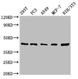 Invitrogen SAV1 Polyclonal Antibody 100 &mu;L; Unconjugated:Antibodies,
