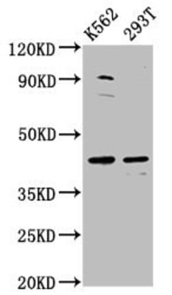 Invitrogen XKR8 Polyclonal Antibody 100 &mu;g; Unconjugated:Antibodies,