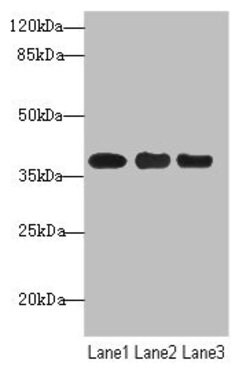 Invitrogen UBE2Z Polyclonal Antibody 100 &mu;L; Unconjugated:Antibodies,