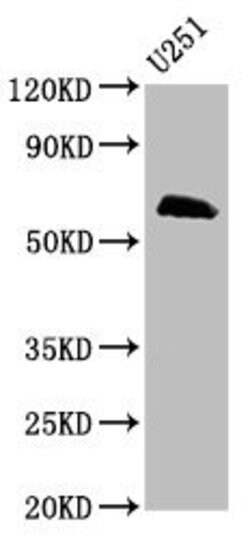 Invitrogen MSL2 Polyclonal Antibody 100 &mu;g; Unconjugated:Antibodies,