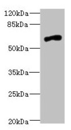 NRXN3 Polyclonal Antibody:Antibodies, Polyclonal