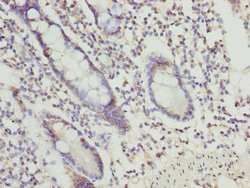 Invitrogen OSGEP Polyclonal Antibody 100 &mu;L; Unconjugated:Antibodies,