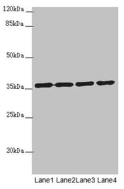 Invitrogen OSGEP Polyclonal Antibody 100 &mu;L; Unconjugated:Antibodies,