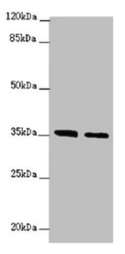 Invitrogen OSGEP Polyclonal Antibody 100 &mu;L; Unconjugated:Antibodies,