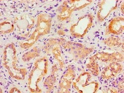Invitrogen ACTR3B Polyclonal Antibody 100 &mu;L; Unconjugated:Antibodies,