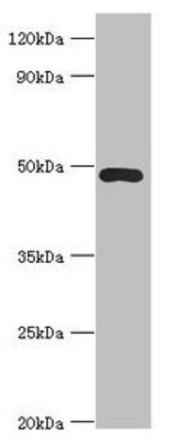 Invitrogen ACTR3B Polyclonal Antibody 100 &mu;L; Unconjugated:Antibodies,