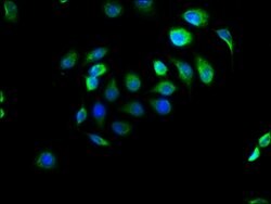 Invitrogen EFHD1 Polyclonal Antibody 100 &mu;g; Unconjugated:Antibodies,
