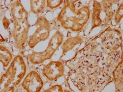 Invitrogen EFHD1 Polyclonal Antibody 100 &mu;g; Unconjugated:Antibodies,